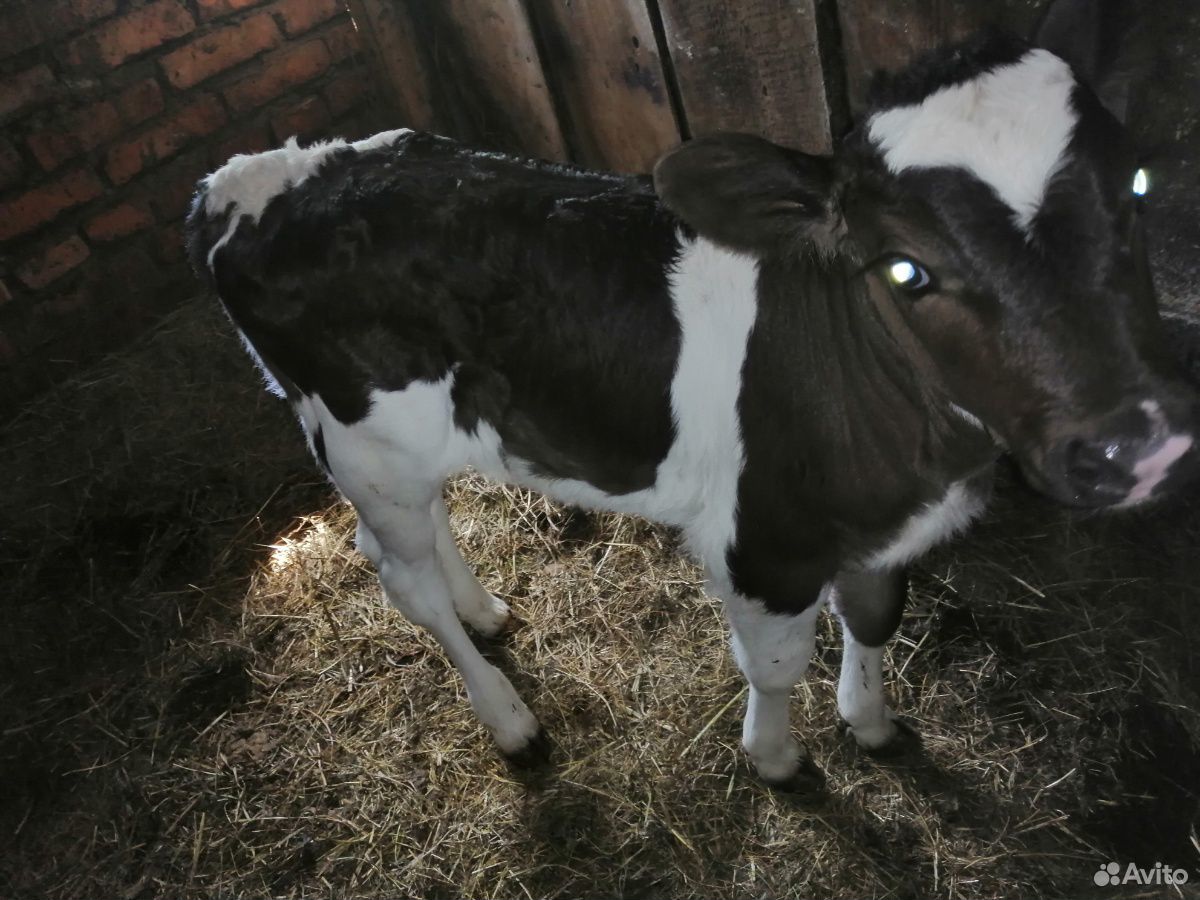 Продам тёлочку от высокоудойной коровы купить на Зозу.ру - фотография № 2