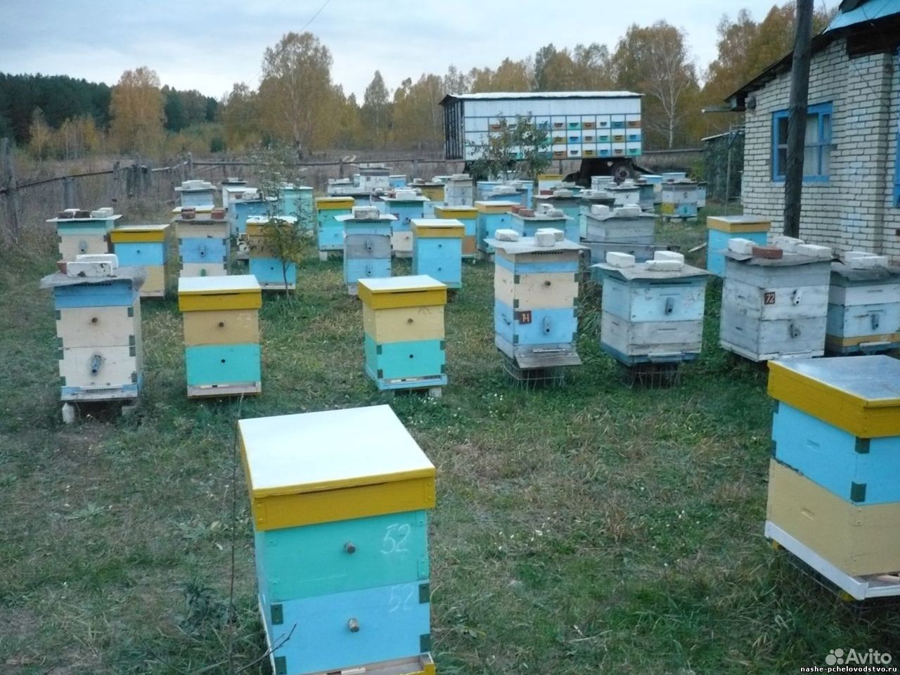Купить пчелосемьи в воронежской области 2024 году. Пасека медовый рай Алтай. Ульи. Улей для пчел. Пасека ульи.