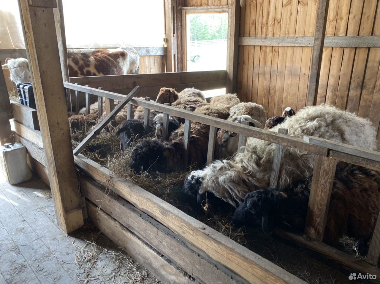 Корова,овцы,козы купить на Зозу.ру - фотография № 5