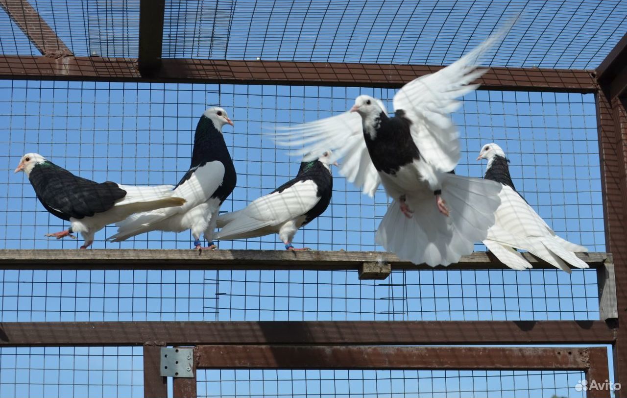 Пермские высоколётные голуби купить на Зозу.ру - фотография № 7