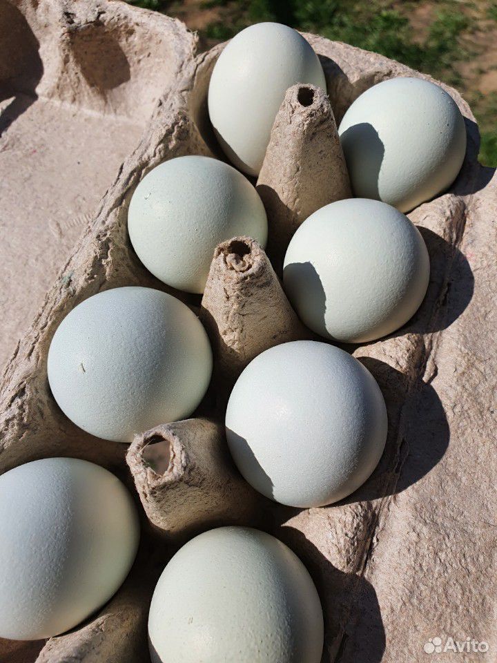 Яйцо инкубационное Амераукана купить на Зозу.ру - фотография № 1