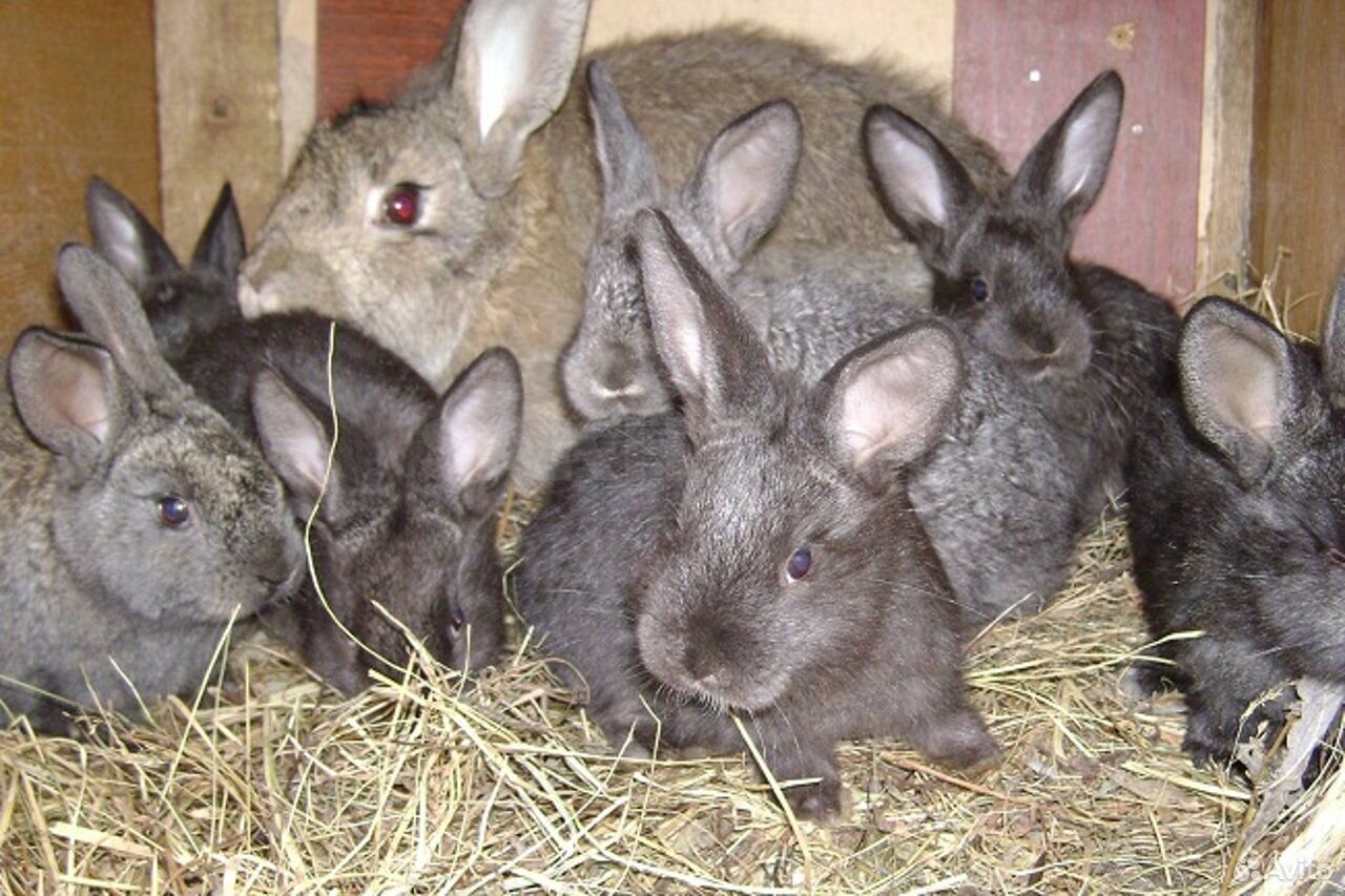 Кролики и крольчата купить на Зозу.ру - фотография № 1
