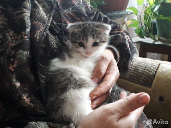 Продаются котята от шотландской вислоухой кошки купить на Зозу.ру - фотография № 1