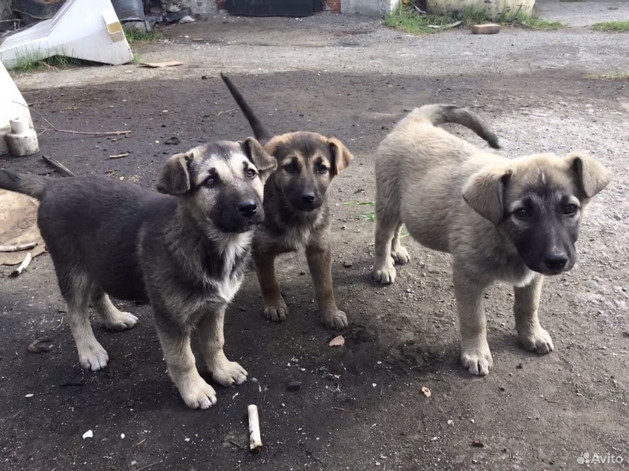 Собаки, дворняги купить на Зозу.ру - фотография № 4