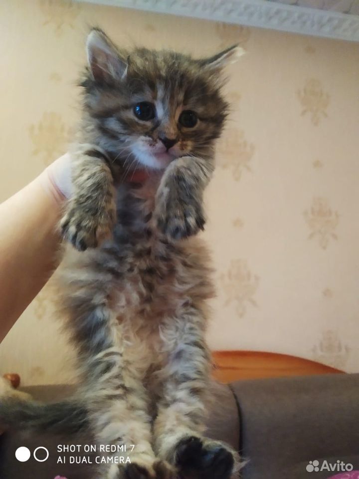 Котёнок в добрые руки купить на Зозу.ру - фотография № 5