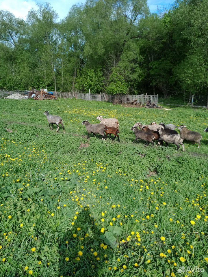 Овцы,ягнята,козлята купить на Зозу.ру - фотография № 3
