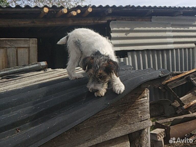 Собака купить на Зозу.ру - фотография № 5