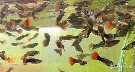 Гуппи, аквариумные рыбки купить на Зозу.ру - фотография № 1