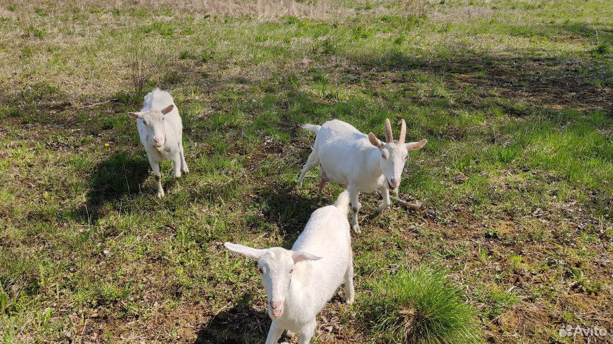Продается зааненская дойная коза и козочка 5 месяц купить на Зозу.ру - фотография № 1