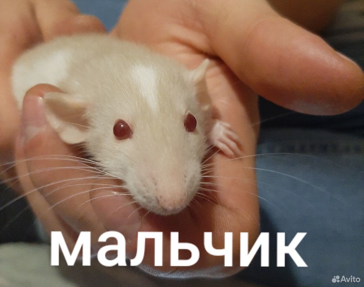 Крысёнок купить на Зозу.ру - фотография № 2