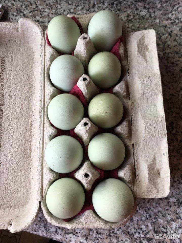 Яйцо инкубационное лакеданзи купить на Зозу.ру - фотография № 1