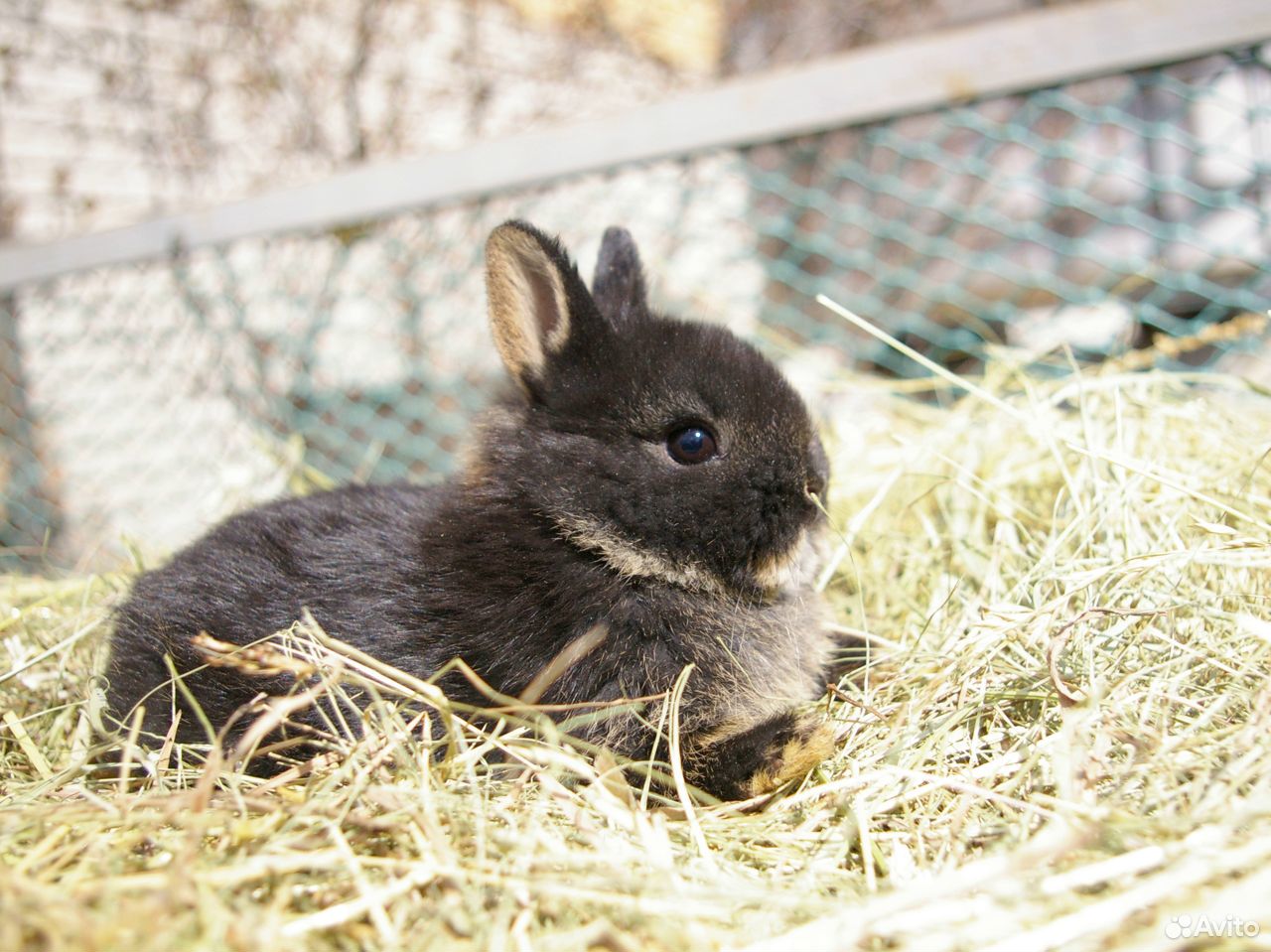 Сколько стоят зайки. Купить зайчиков животных. Маленький порода кролик цена в зоомагазине Тогучин.