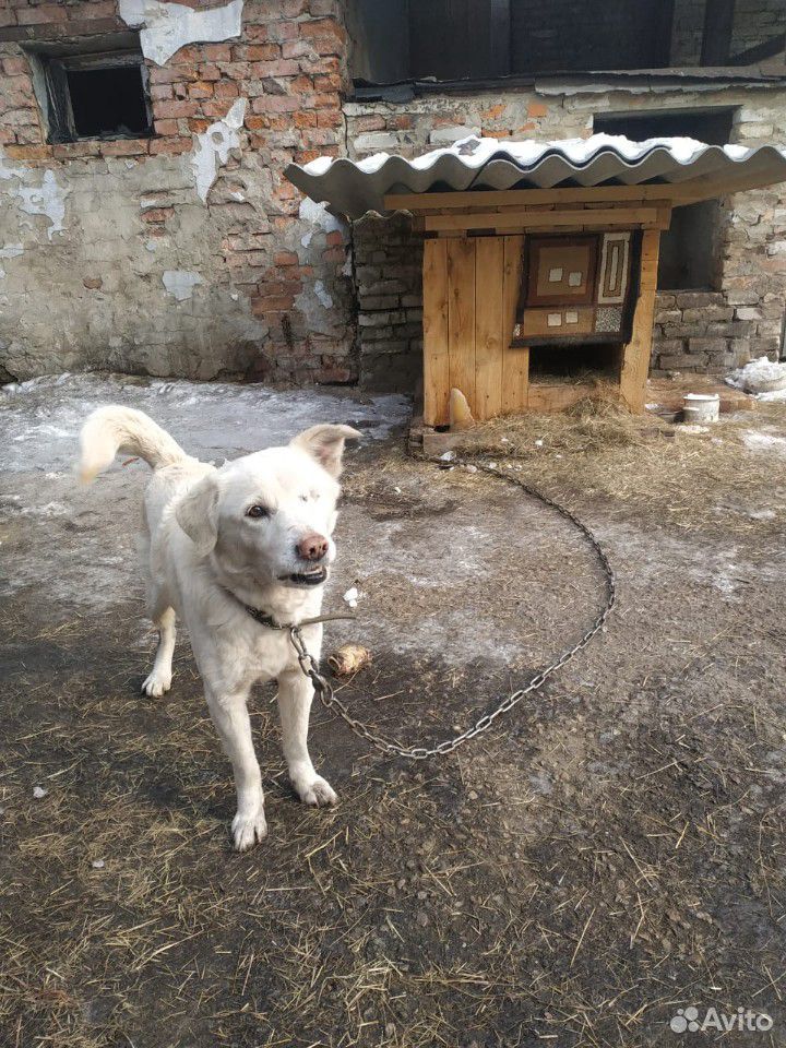Собака из приюта купить на Зозу.ру - фотография № 6