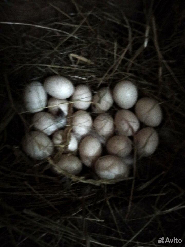 Продаю инкубационные яйца мускусной утки купить на Зозу.ру - фотография № 1