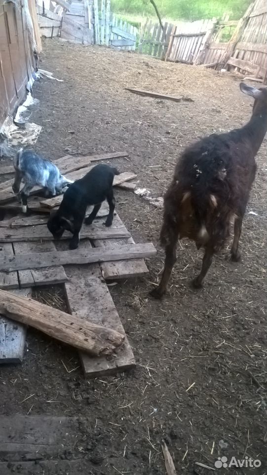 Козлики,козел,козы купить на Зозу.ру - фотография № 5