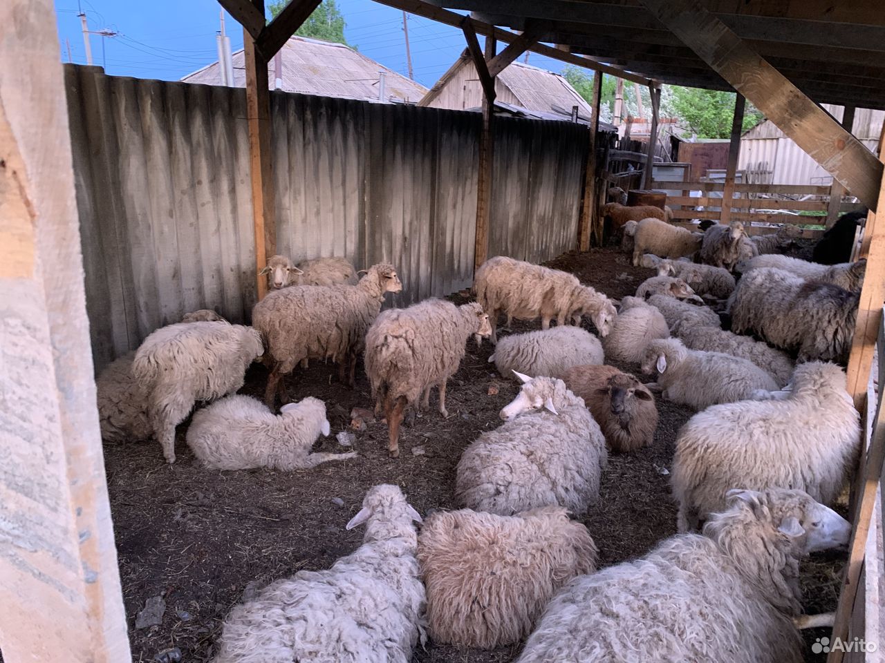 Продам овцов 55 голов купить на Зозу.ру - фотография № 1
