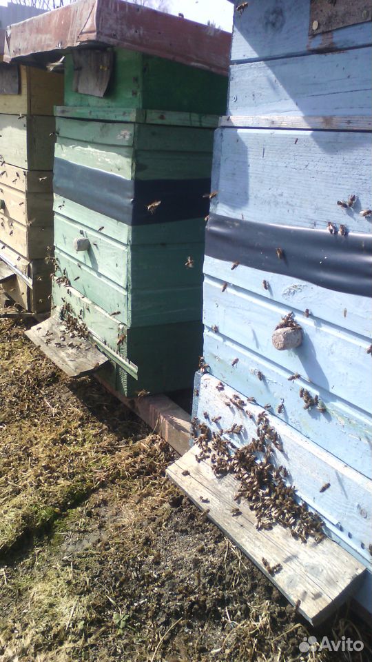 Пчелиные семьи купить на Зозу.ру - фотография № 3