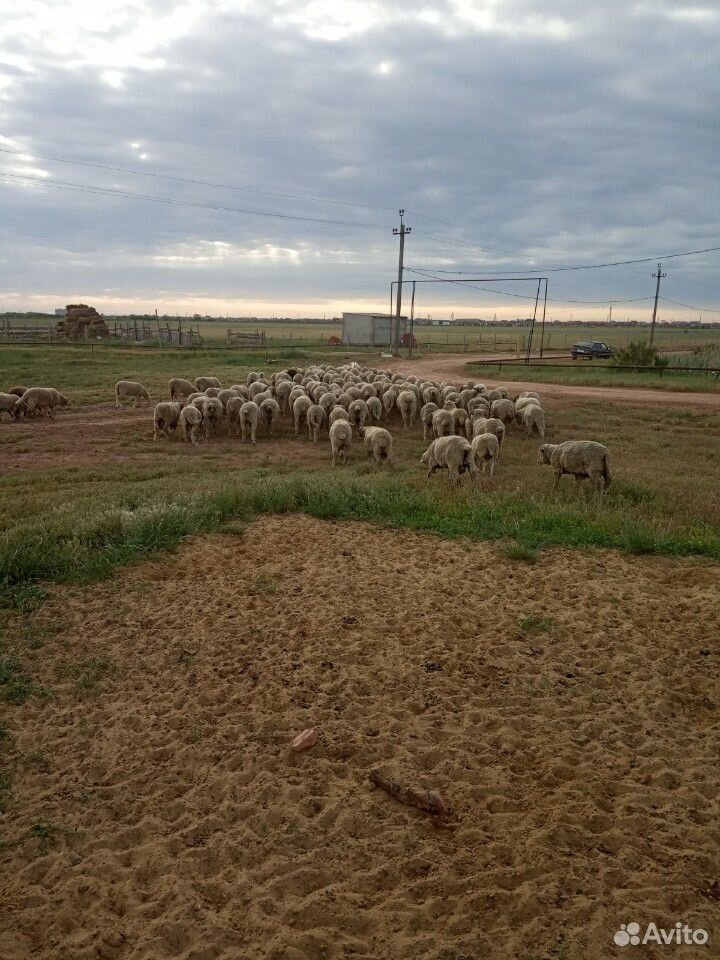 Бараны Овцы купить на Зозу.ру - фотография № 1