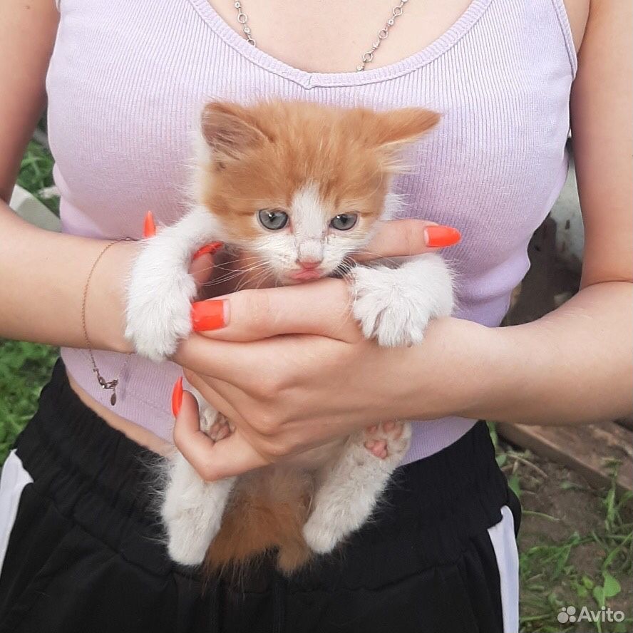 Котёнок купить на Зозу.ру - фотография № 1