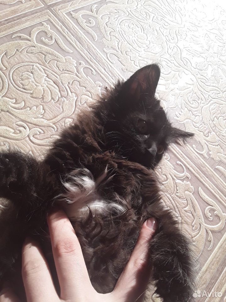 Отдам милого котенка в добрые руки купить на Зозу.ру - фотография № 1