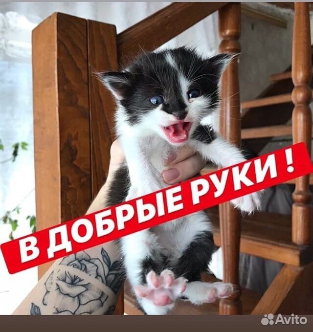 Котята мальчики и девочки купить на Зозу.ру - фотография № 2