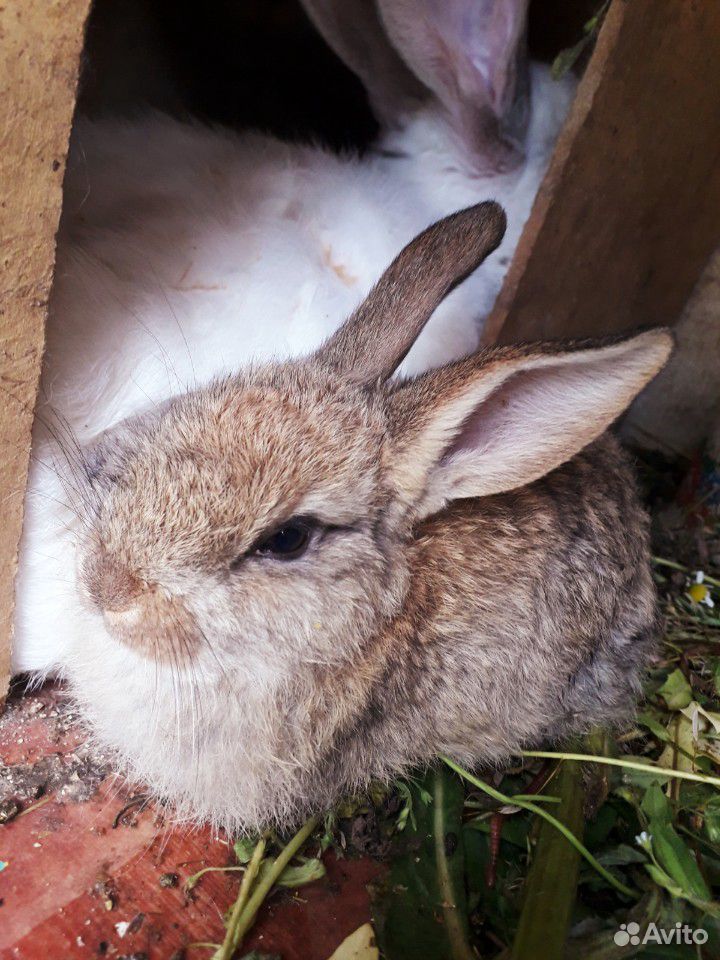 Кролики(1 месяц) купить на Зозу.ру - фотография № 4