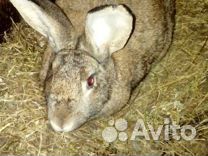 Кролики фландер разновозростные купить на Зозу.ру - фотография № 1