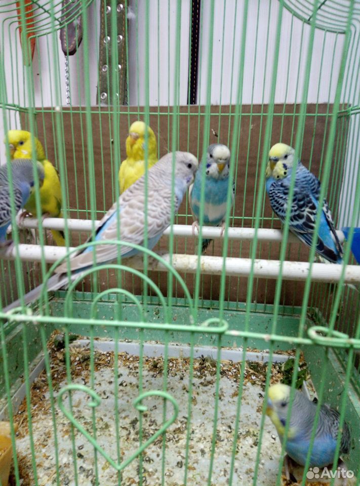 Волнистые попугайчики купить на Зозу.ру - фотография № 4