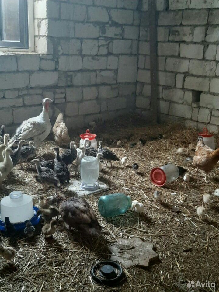 Гусята, индюшата, цыплята, утята купить на Зозу.ру - фотография № 3