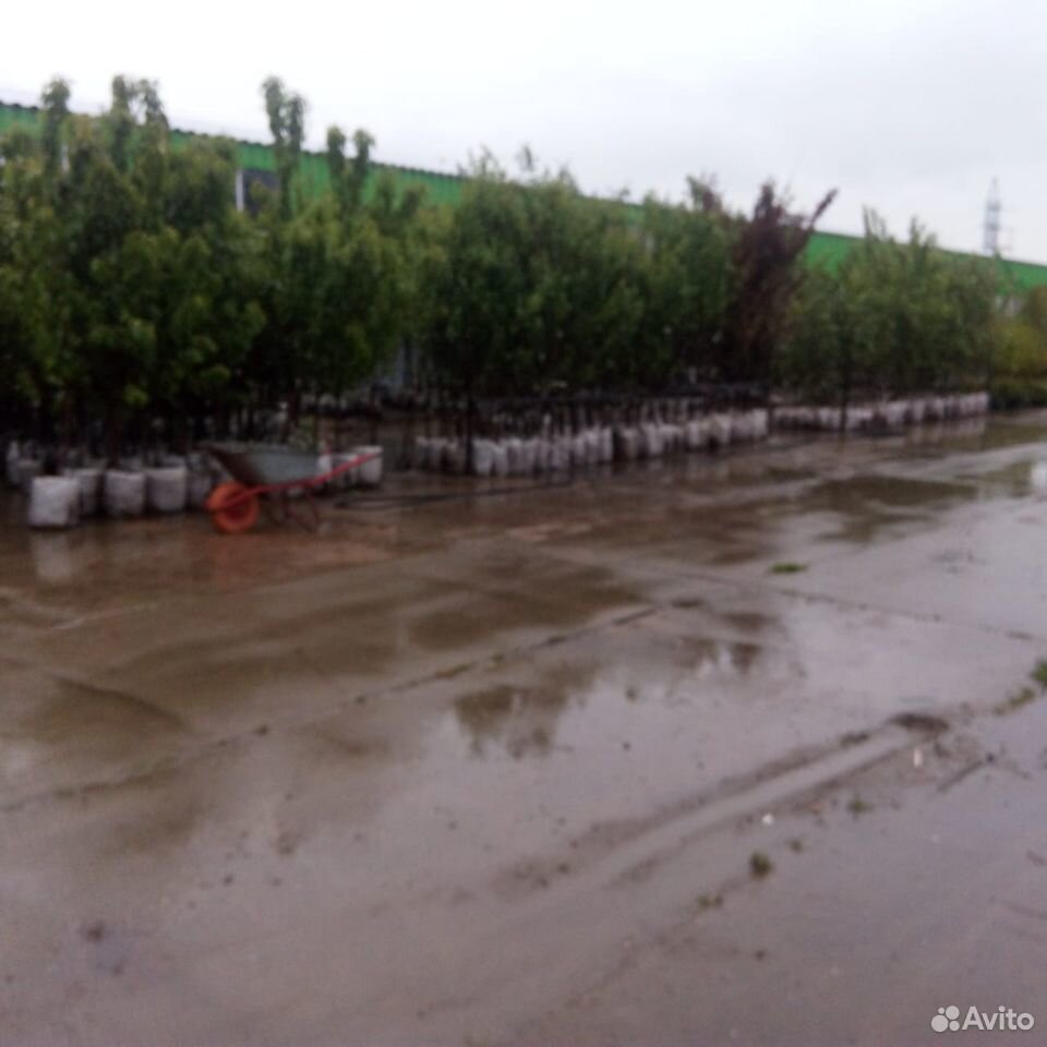 Плодовые деревья от производителя купить на Зозу.ру - фотография № 1