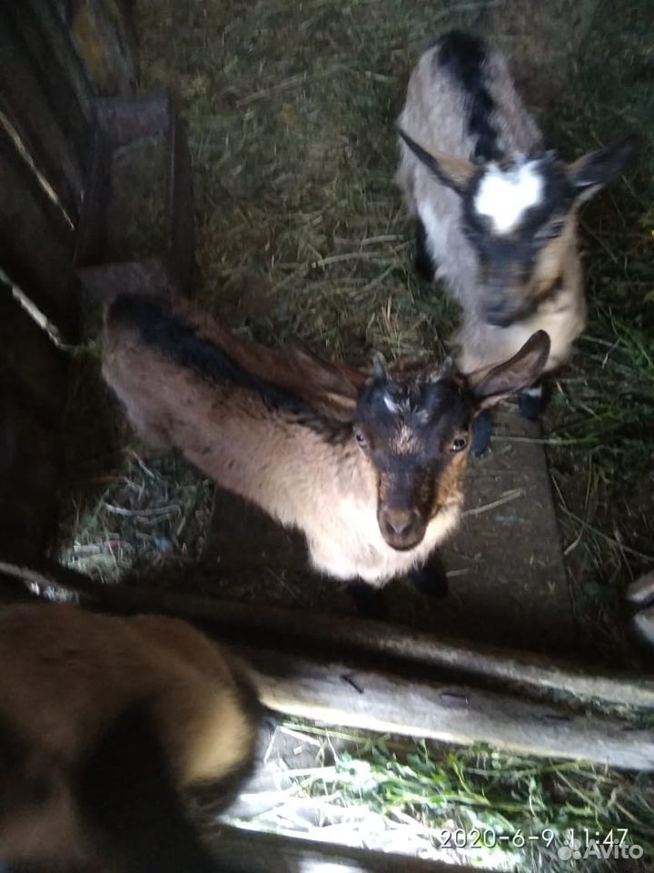 Продаются козлята от дойной козы купить на Зозу.ру - фотография № 1