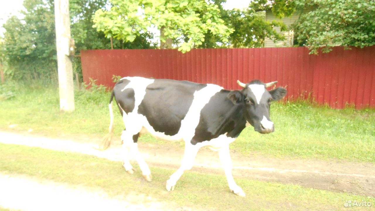 Продам 2 коровы и 3-х телят купить на Зозу.ру - фотография № 1