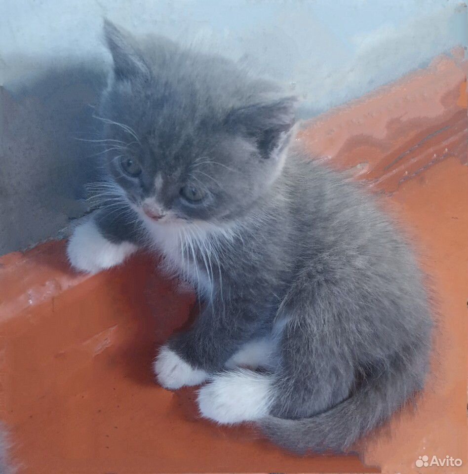 Котята (3 котенка вислоухой кошки и простого кота) купить на Зозу.ру - фотография № 1