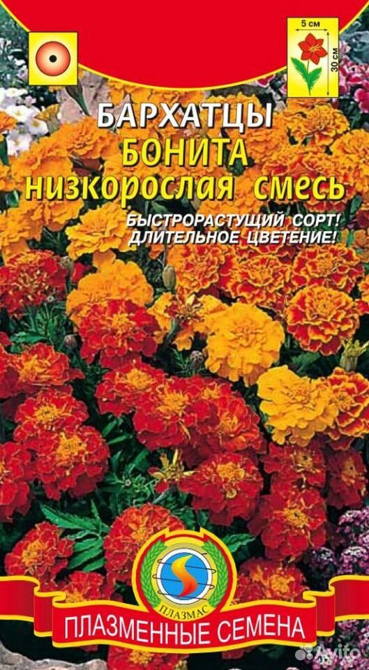 Рассада помидор, огурцов купить на Зозу.ру - фотография № 3