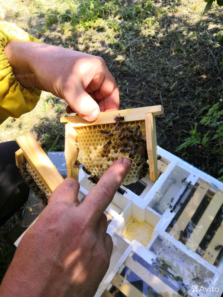Продажа пчеломаток купить на Зозу.ру - фотография № 5