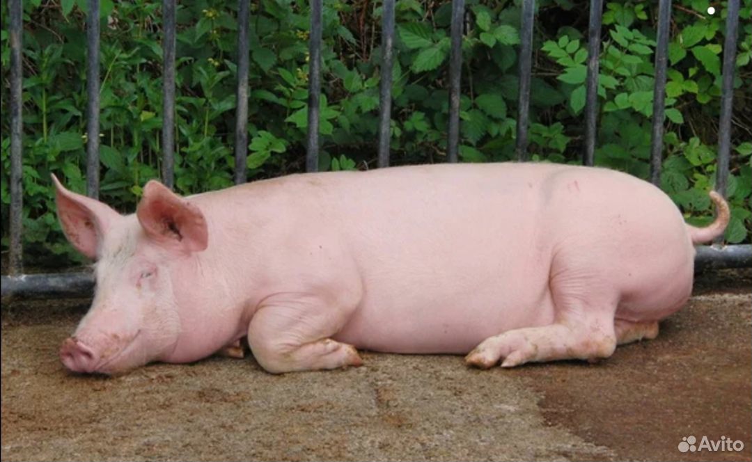 Продам живым весом свиней купить на Зозу.ру - фотография № 1