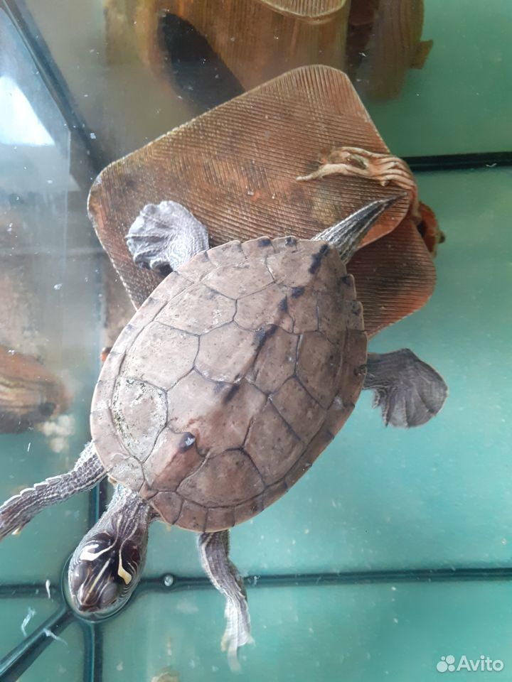 Черепаха вместе с аквариумом купить на Зозу.ру - фотография № 1