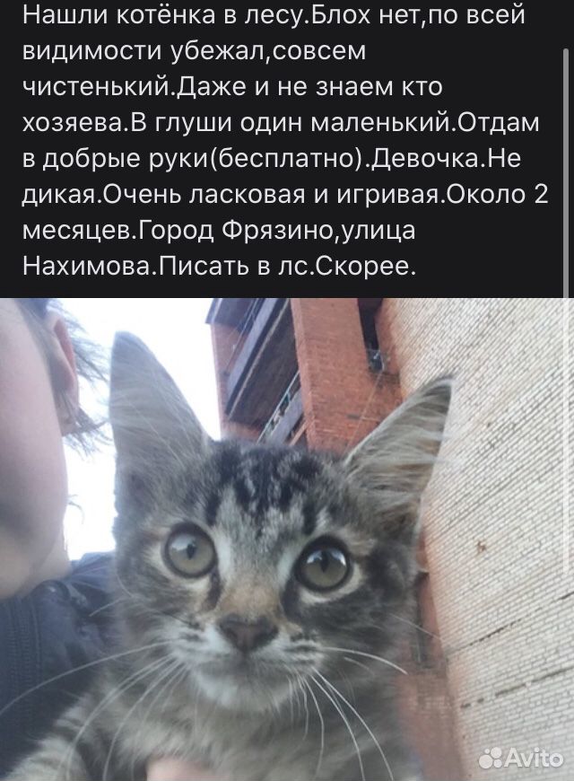 Кошечка в добрые руки купить на Зозу.ру - фотография № 1