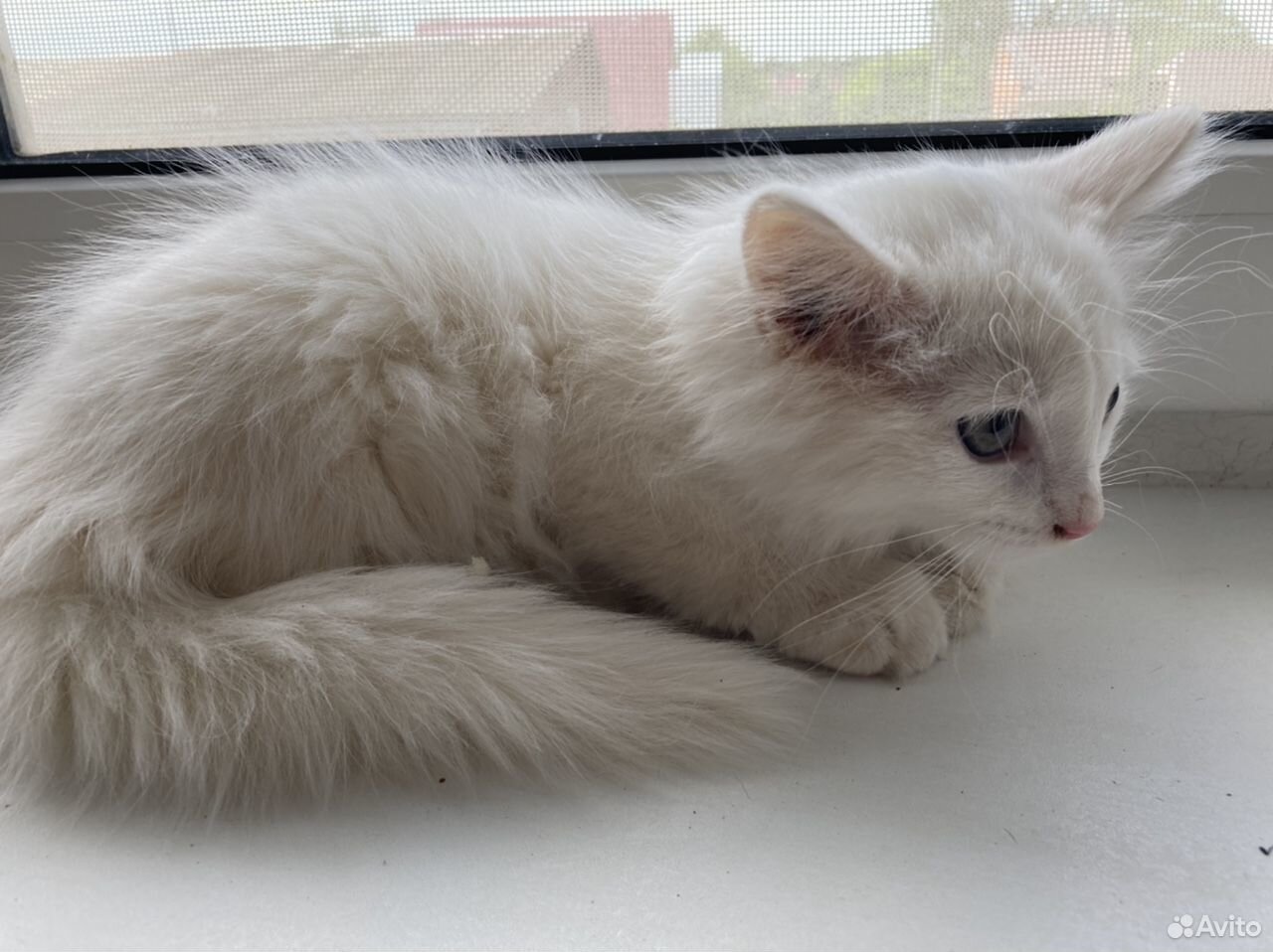Котёнок белый купить на Зозу.ру - фотография № 7