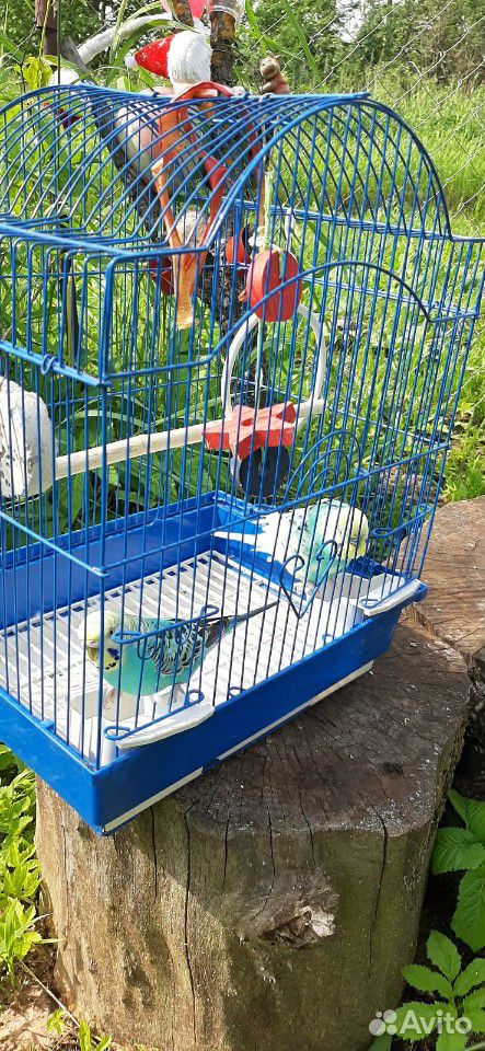 Пара волнистых попугайчиков с клеткой купить на Зозу.ру - фотография № 3
