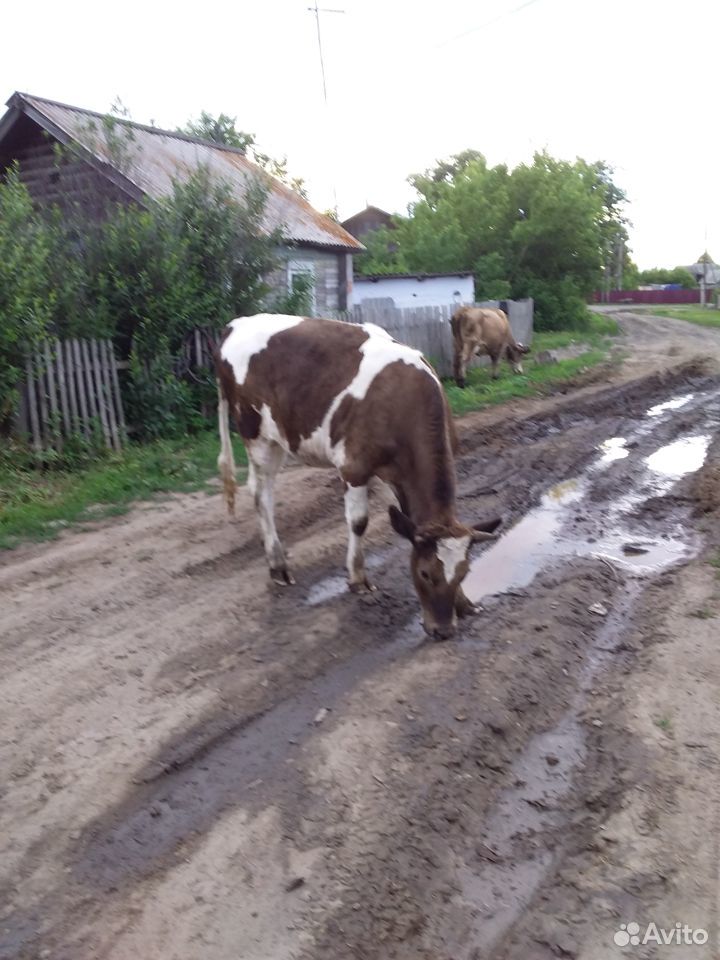 Коровы, тёлки купить на Зозу.ру - фотография № 1