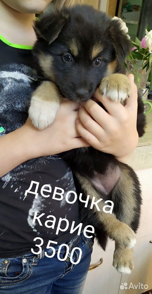 Самые добрые собаки купить на Зозу.ру - фотография № 2