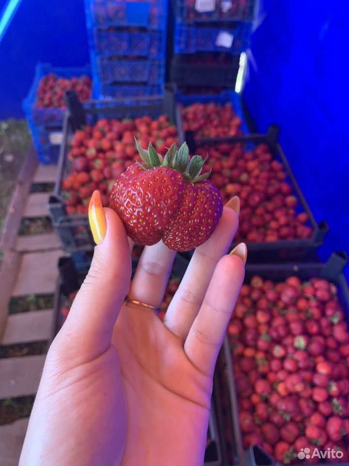 Продажа ягоды клубники купить на Зозу.ру - фотография № 10