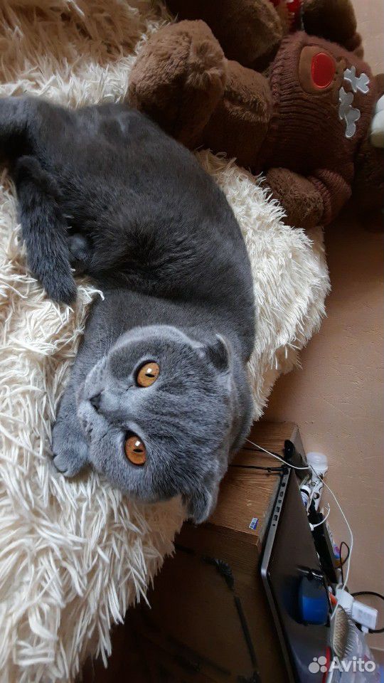 Кошечка шотландка ищет кота купить на Зозу.ру - фотография № 1
