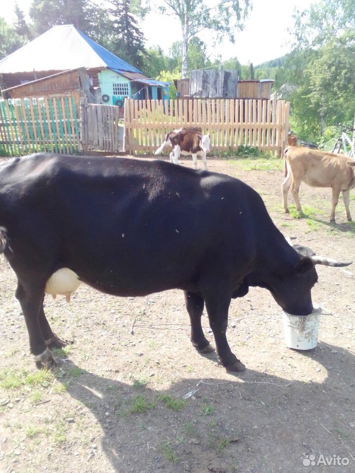 Обменяю корову на кабылу купить на Зозу.ру - фотография № 1