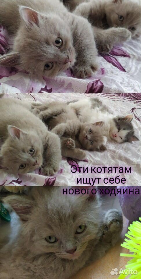 Котенок купить на Зозу.ру - фотография № 2