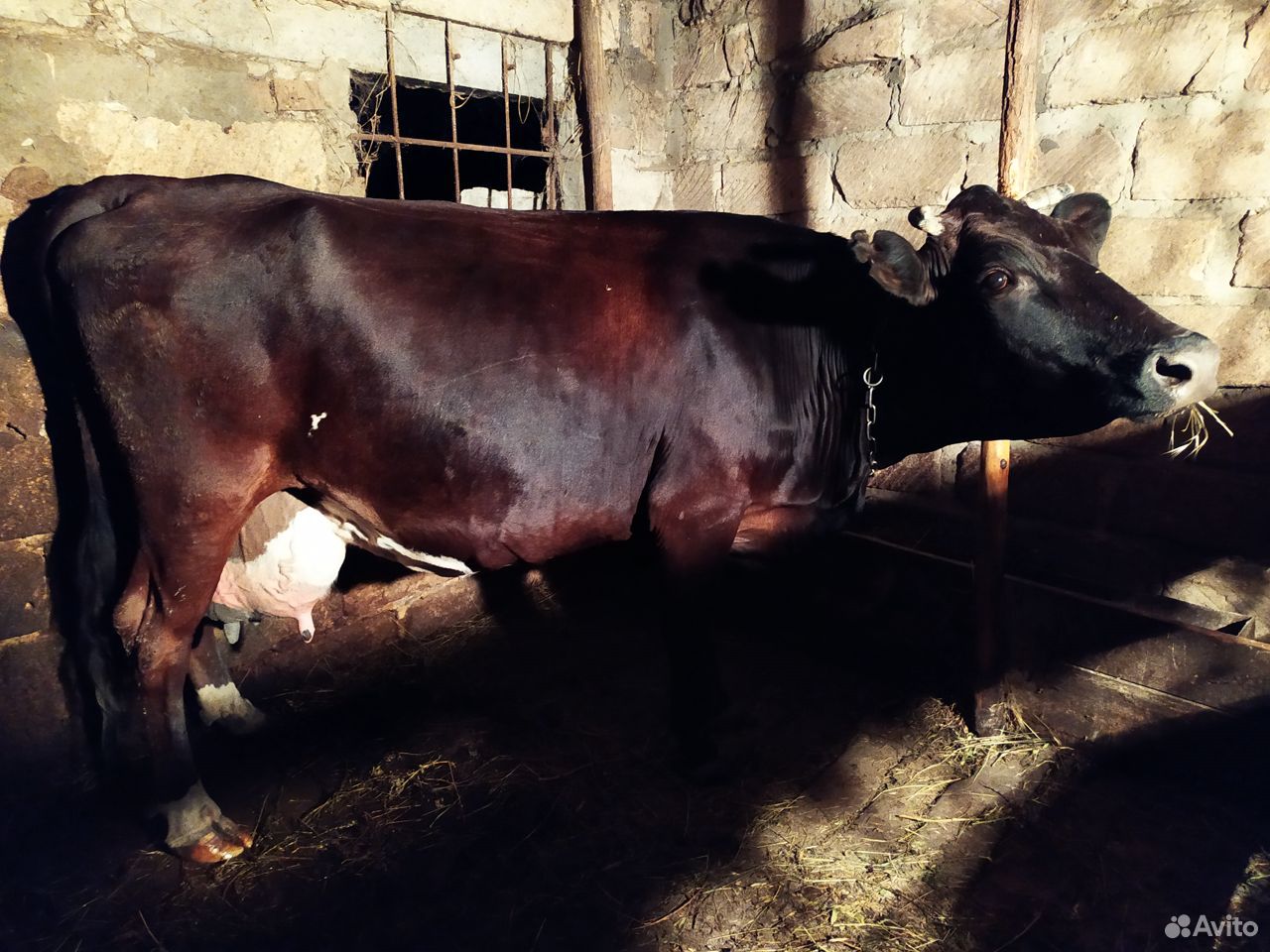 Корова на молоко купить на Зозу.ру - фотография № 2