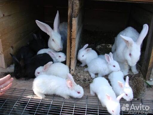 Кролики мясных пород купить на Зозу.ру - фотография № 1