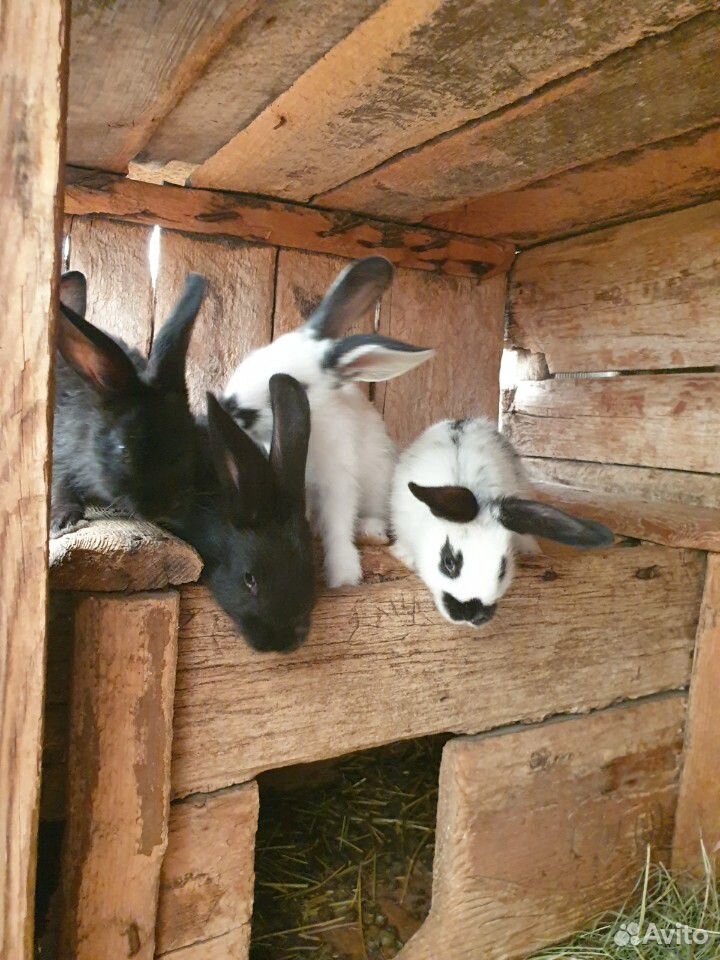 Продаются кролики различного возраста купить на Зозу.ру - фотография № 7