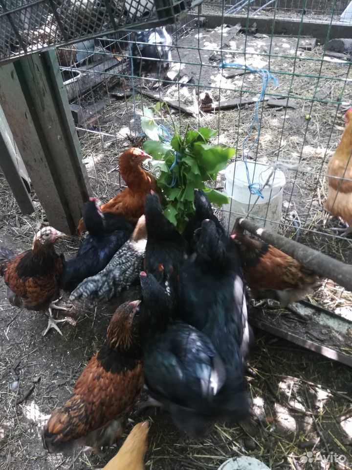 Цыплята 4 месяца, помесные с орпингтоном купить на Зозу.ру - фотография № 3